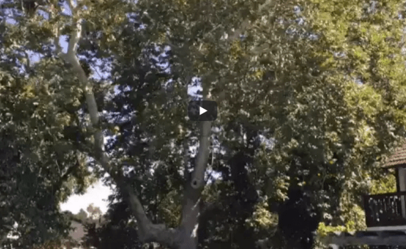 Danville Tree Pruning