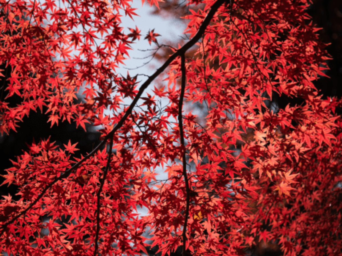 maple tree wallpaper