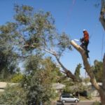 alamo tree care service