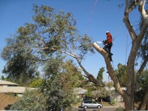 Hercules Tree Care Service, Hercules Tree Care Service