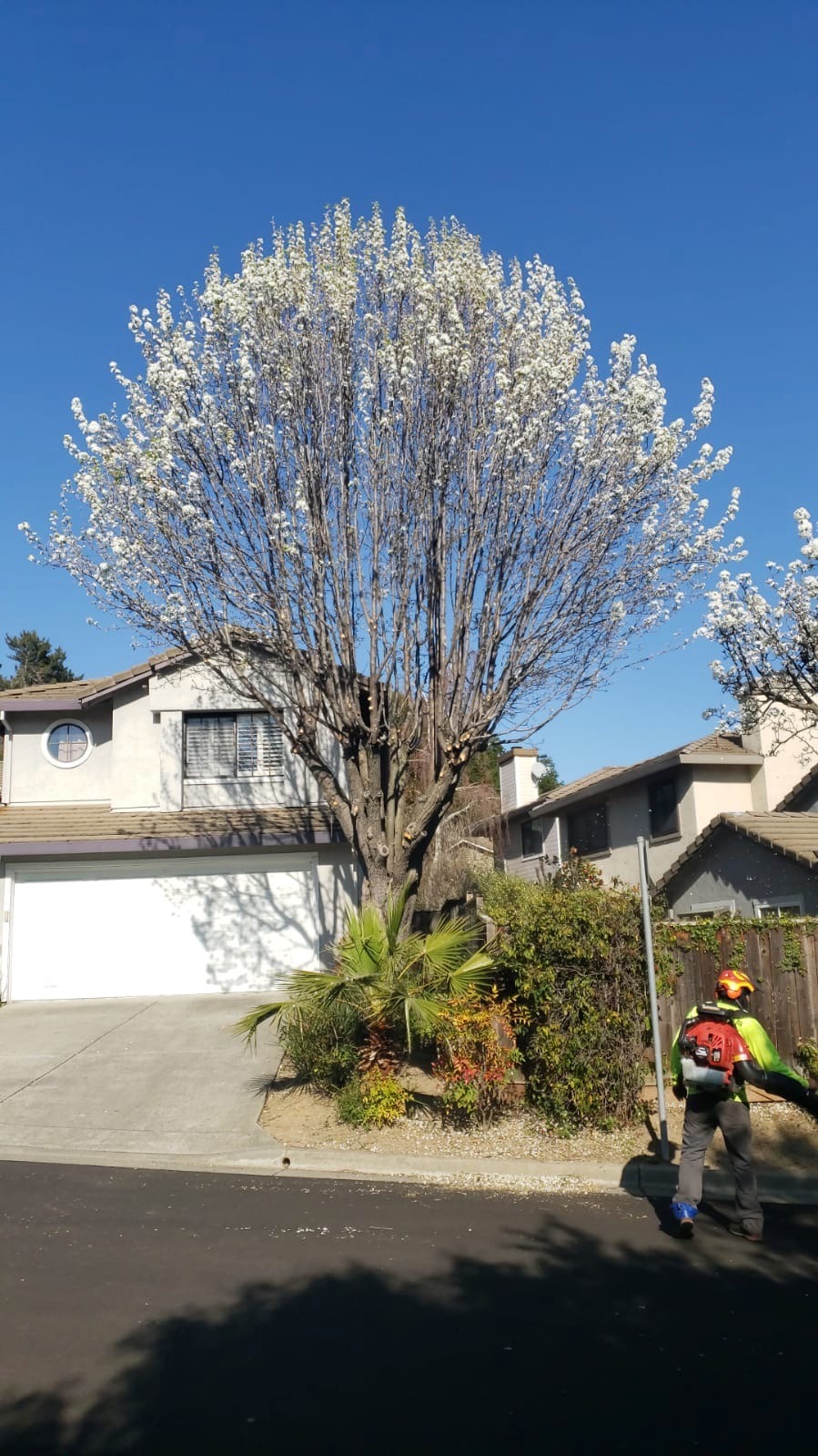 Tree Service Bay Area, Landing Page