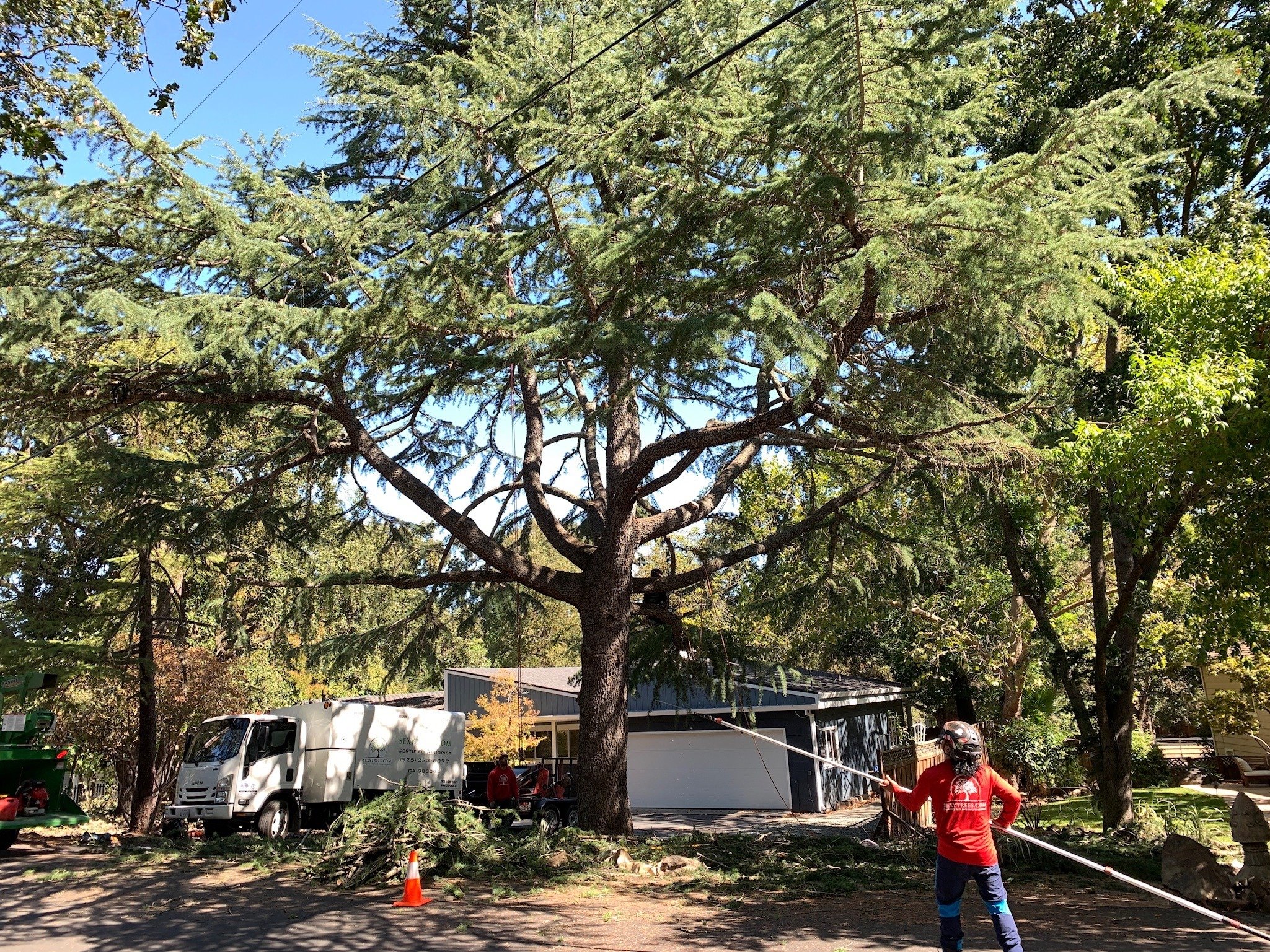 Tree Service Bay Area, Landing Page