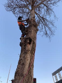 tree pruning, When is the Best Time to Prune your Trees?