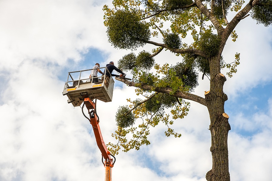Berkeley tree service