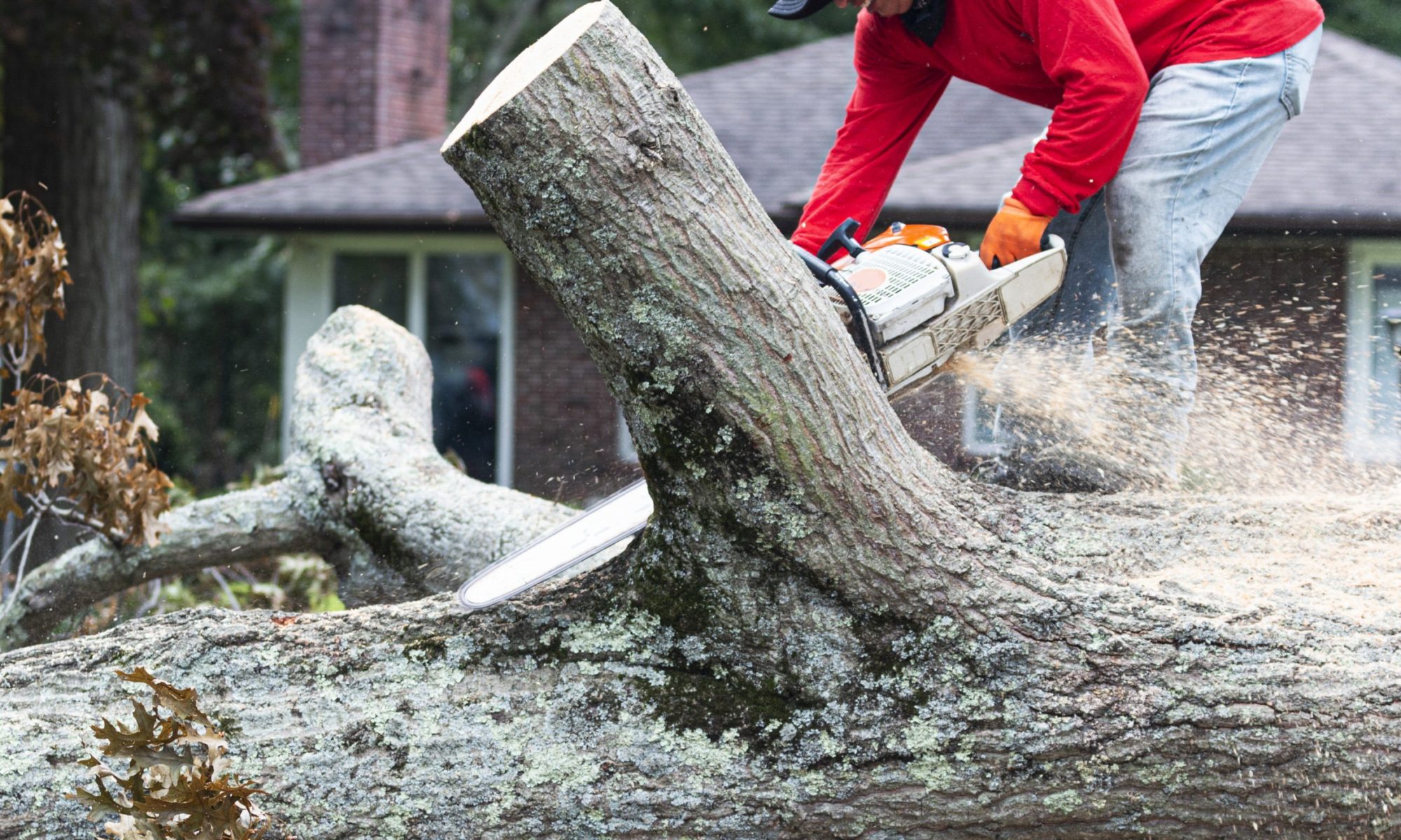 what does tree removal cost