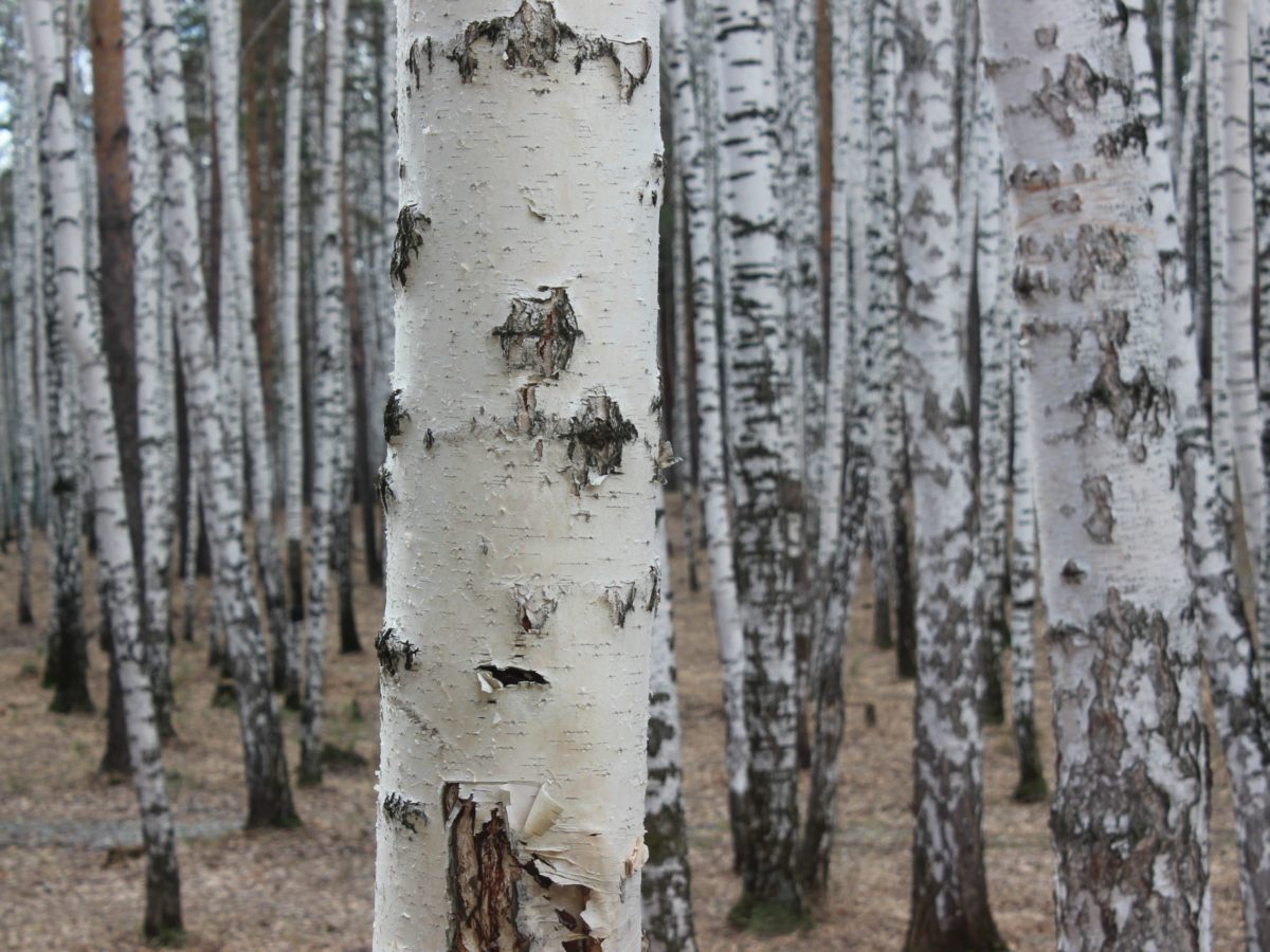 Birch Tree Roots Removal: When and How to Cut Them - Sexytrees