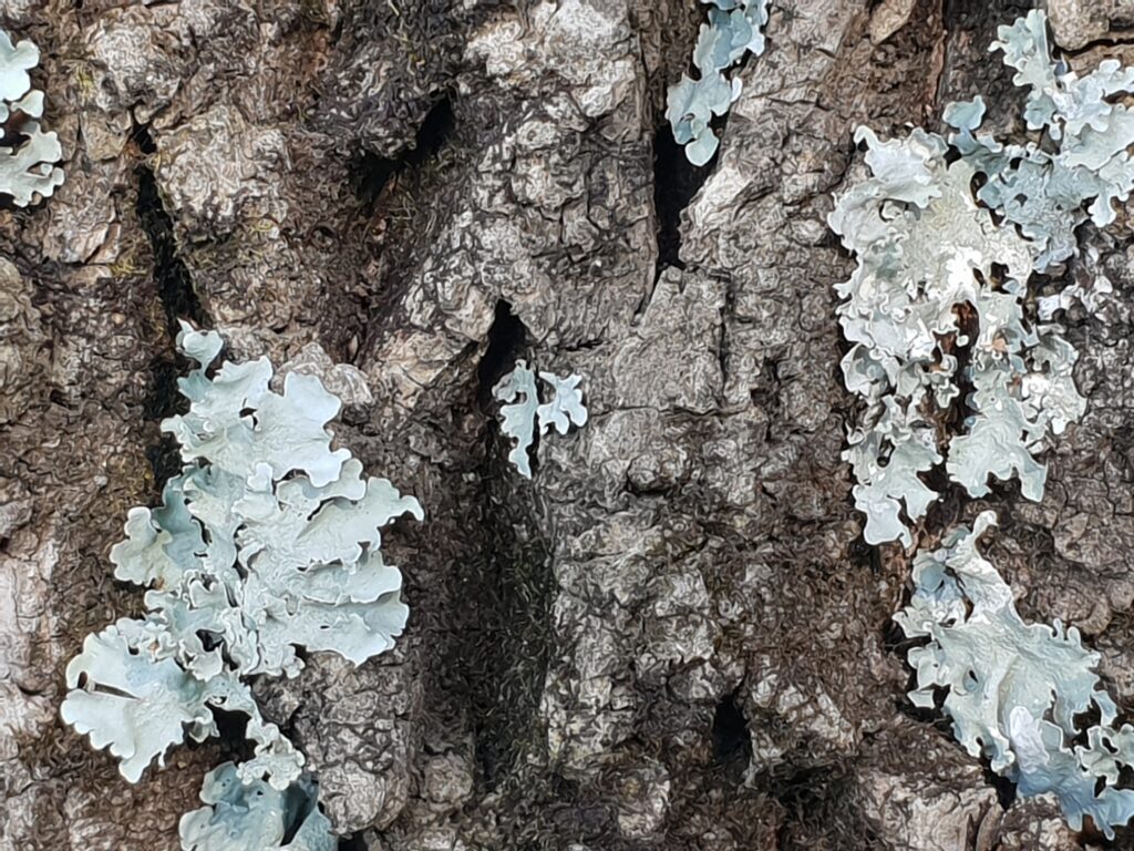 lichen on trees, Lichen on Trees: Hurtful or Harmless?
