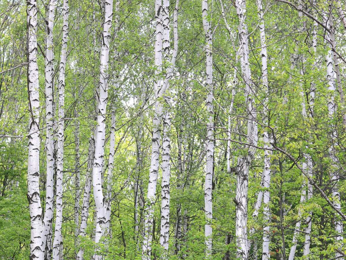 How to Save a Dying Birch Tree: Treatment & Prevention