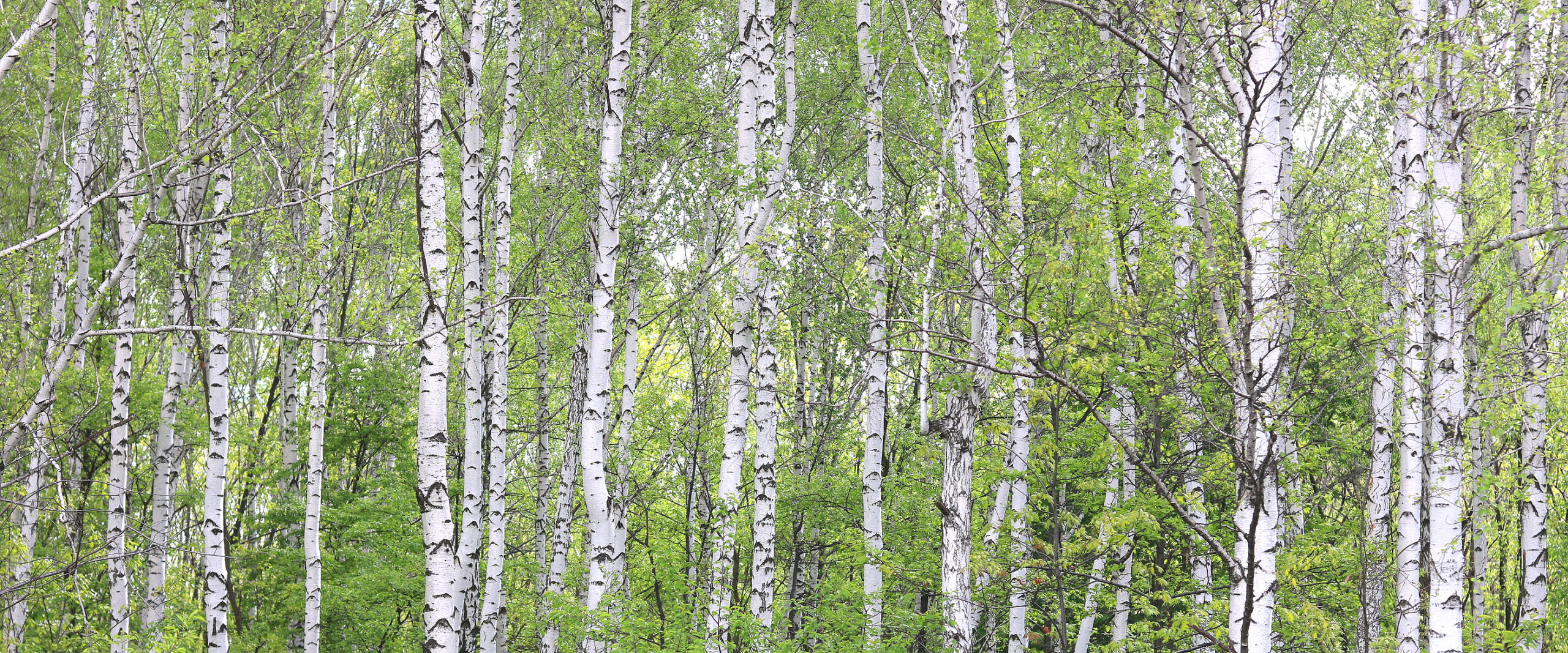 How to Save a Dying Birch Tree: Treatment & Prevention