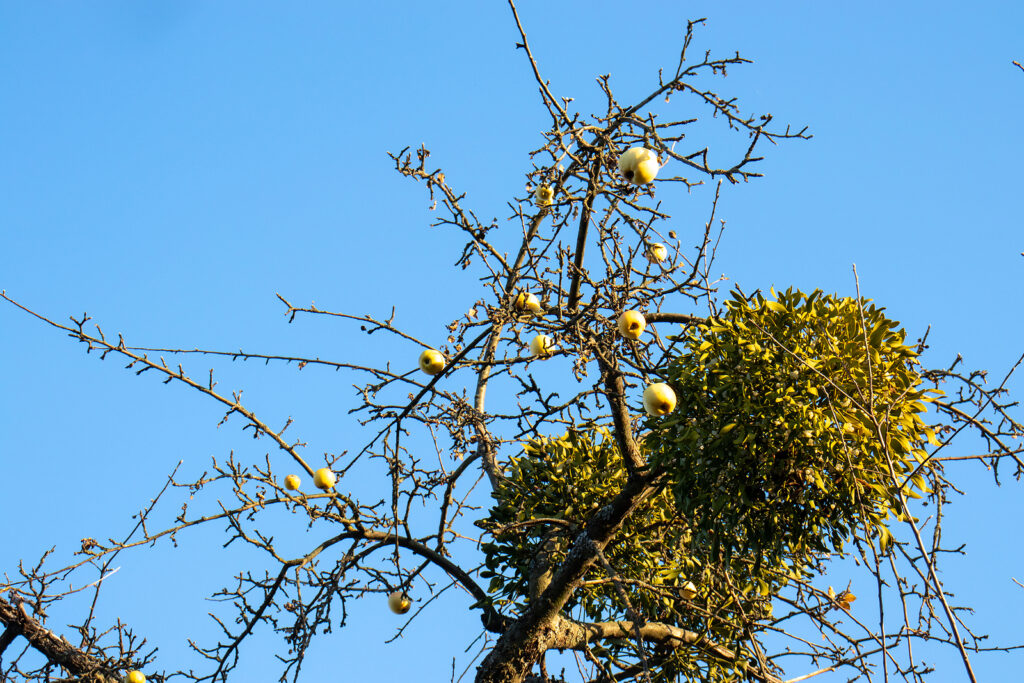 Mistletoe in Your Trees