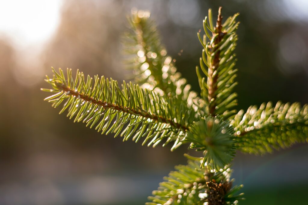 can you replant a Christmas tree
