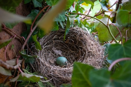 nesting season, Nesting Season is Almost Here!