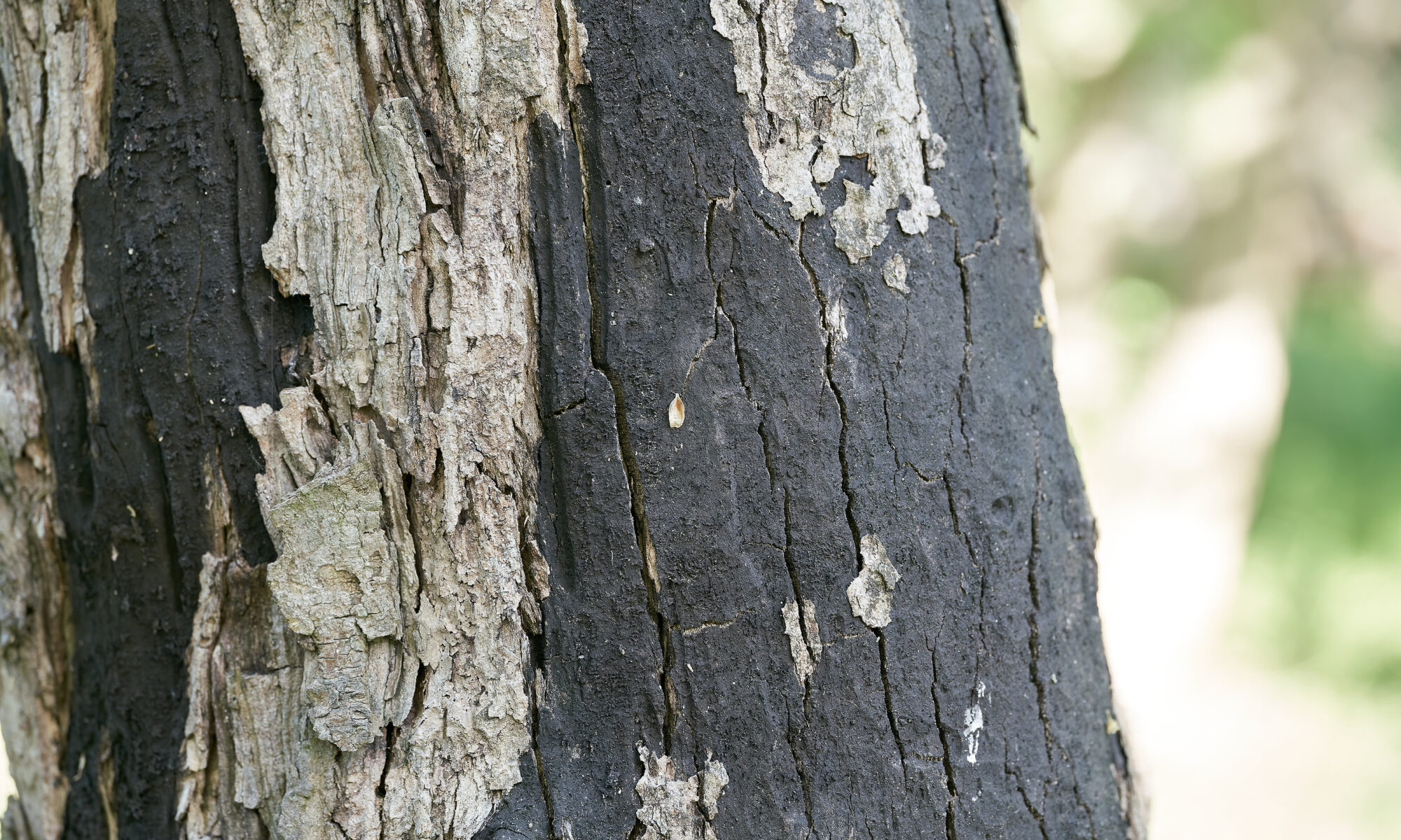 maple bark disease