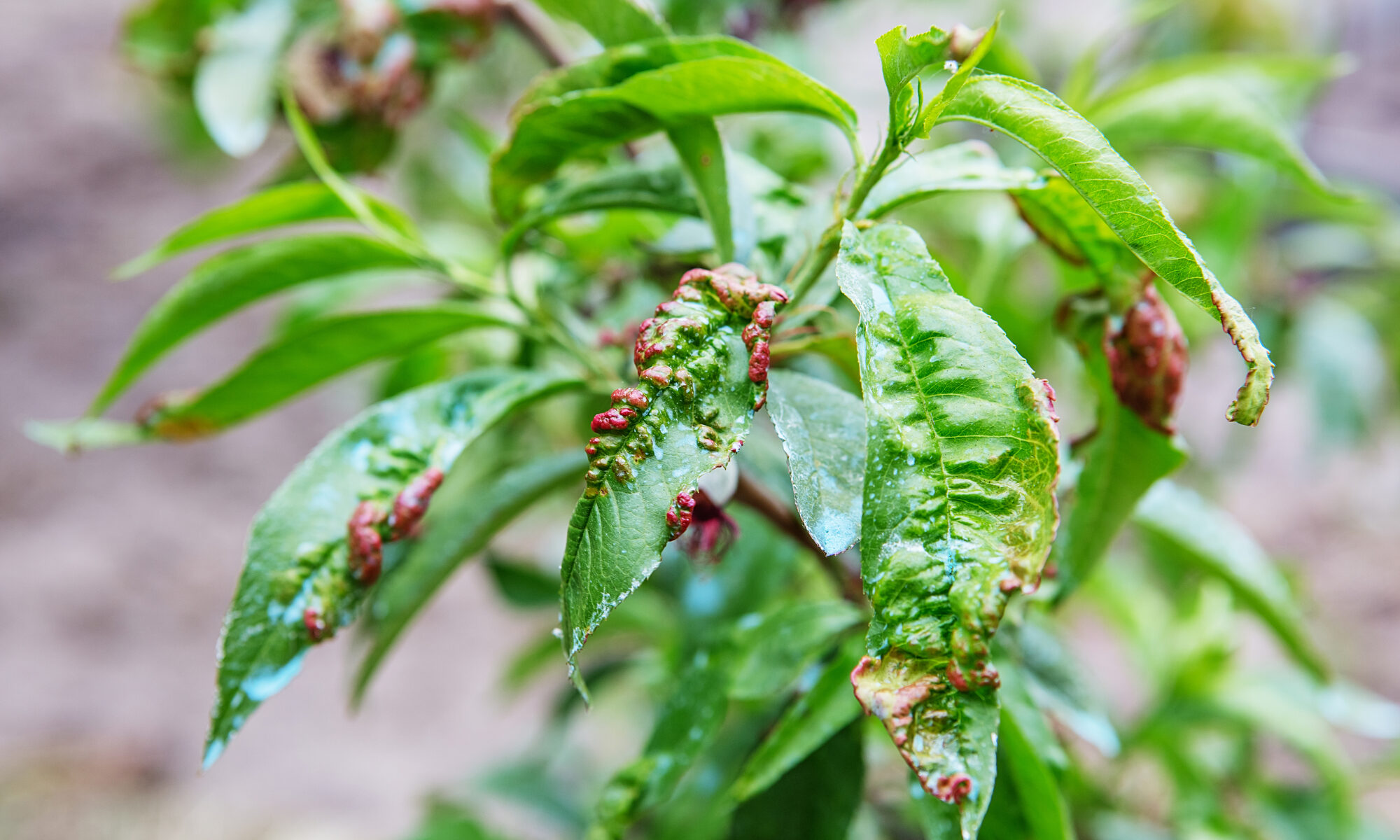 peach leaf curl