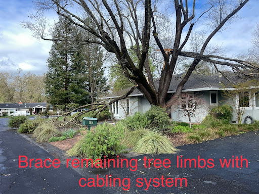 tree cabling and bracing