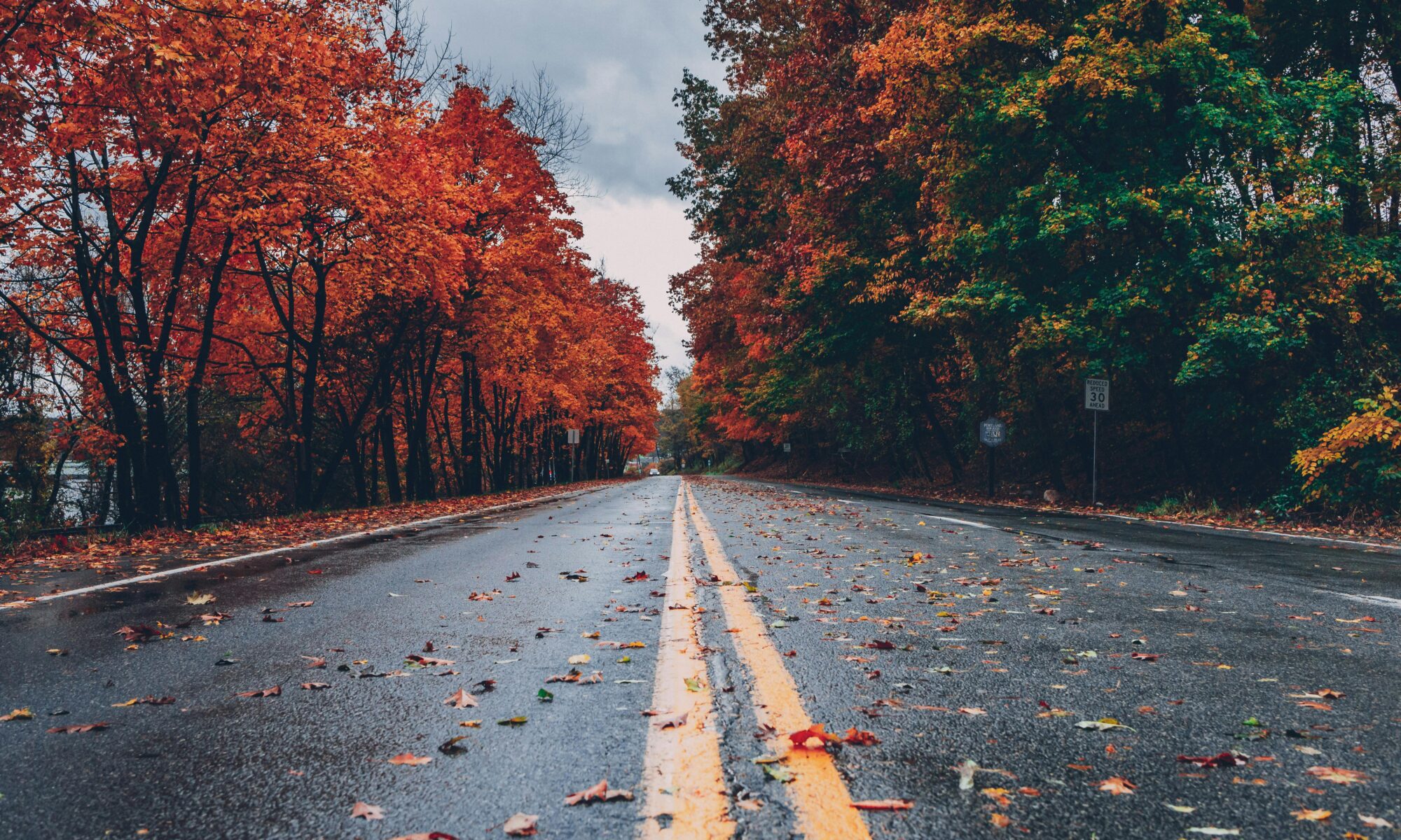 fall trees